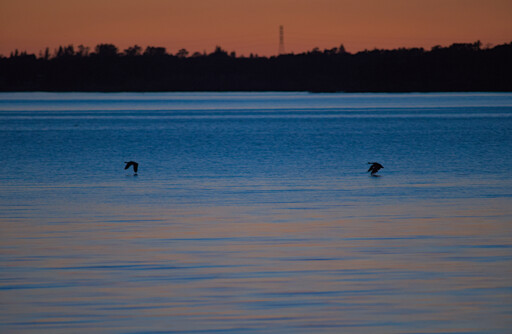 Geese flying close to the water in the evening as the sun past the horizon creating some blue and orangish pink colors