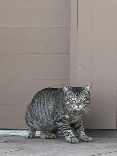 A scared cat