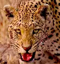 Leopards ate my face