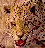 leopardsatemyface