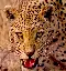 leopardsatemyface