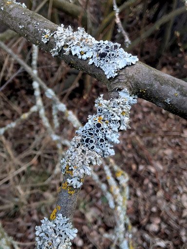 Grey-blue foliose lichen growing on a branch.