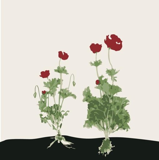 Illustration of red petaled flowers with green leaves on black earth, accompanied by a white background. The colors evoke the flag of Palestine.
