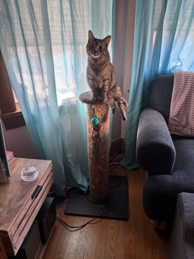 A slightly fluffy cat with a tabby coat sits atop a tall scratching post with her hind legs canted off to the side. 