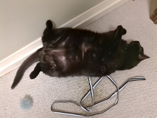 A black cat lying on its back. There are specs of catnip powder.