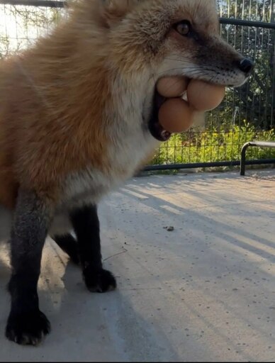 A sitting red fox in an enclosure, holding a whopping three eggs in their mouth at once