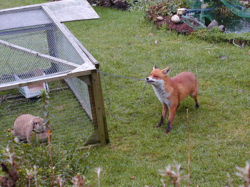 A red fox tugging on a chain attached to the roof of a rabbit cage, which has a rabbit loafing inside