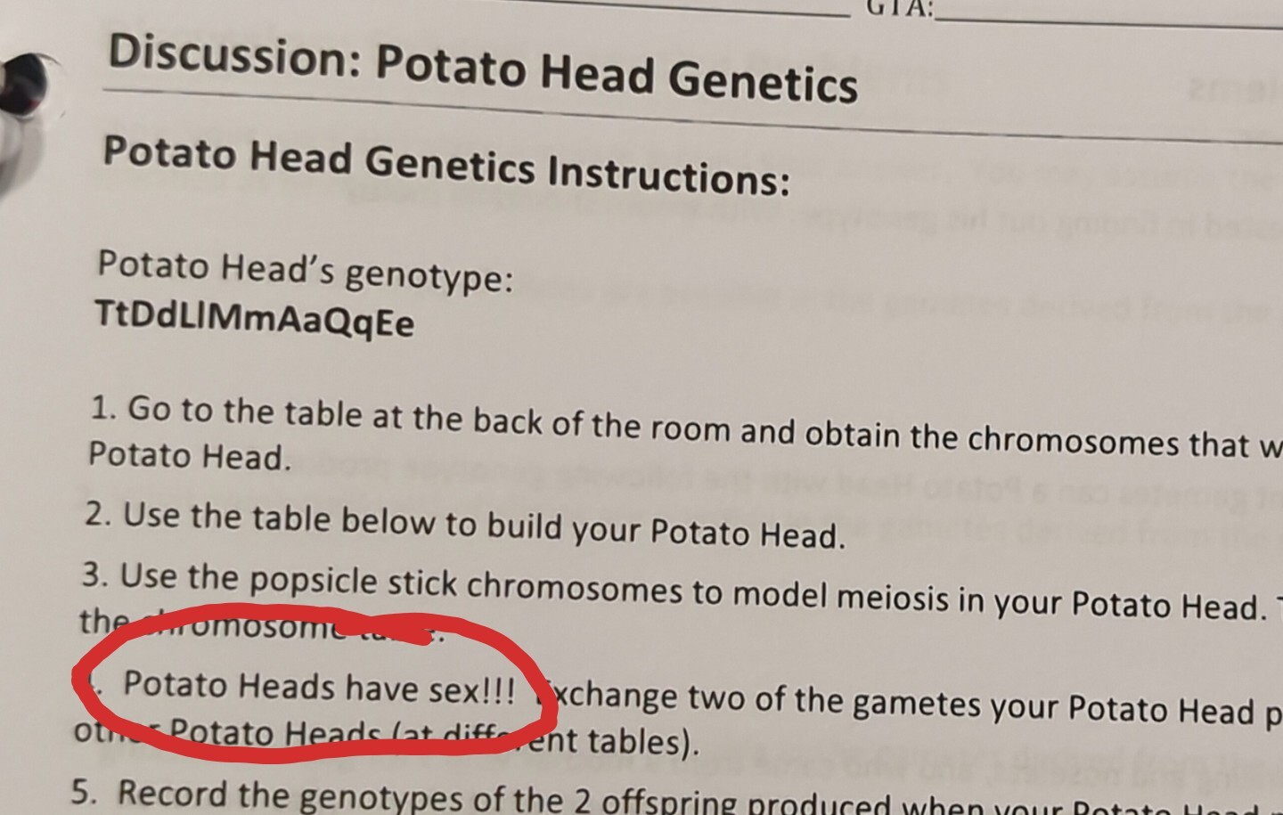 Page from a biology worksheet about genetics with the text "Potato Heads have sex!!!" circled.