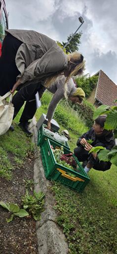 3 people looking at crates of greens laid out on a lawn