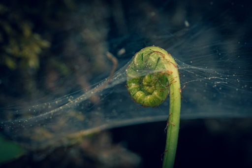 Fiddlehead fern growing into spiderweb.
